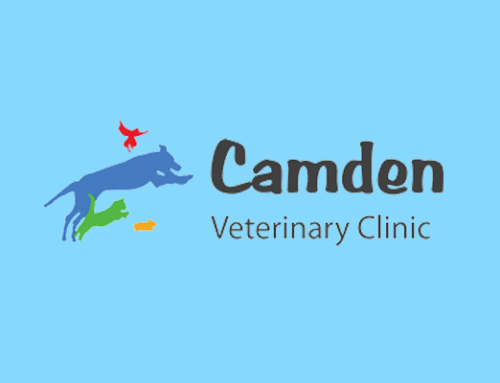 Camden Veterinary Clinic Shares Their Secret for Stress-free Client Communication