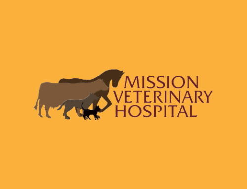 How Digital Veterinary Forms Helped Mission Veterinary Hospital Save 90 Minutes Per Appointment
